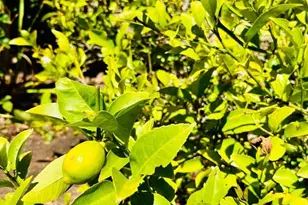 520 Redwood Rd, Whitethorn, CA 95589 - Photo 17