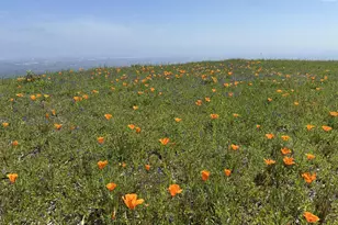 17599 Montebello Rd, Cupertino, CA 95014 - Photo 79