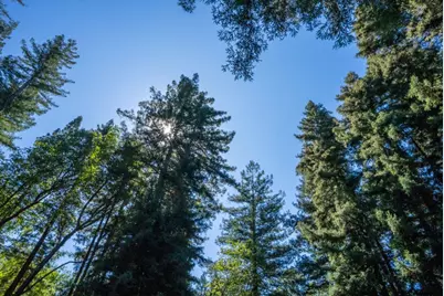 14161 Old Japanese Rd, Los Gatos, CA 95033 - Photo 69