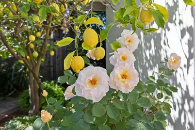 100 Yerba Santa Ave, Los Altos, CA 94022 - Photo 43