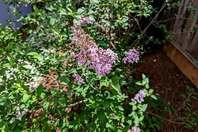 1418 Meadow Ln, Mountain View, CA 94040 - Photo 29