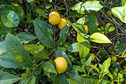 1418 Meadow Ln, Mountain View, CA 94040 - Photo 27