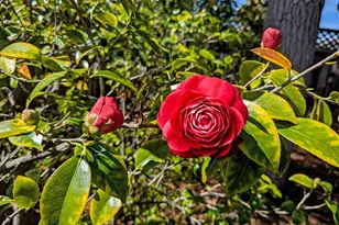 1418 Meadow Ln, Mountain View, CA 94040 - Photo 31