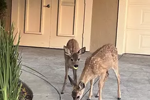 496 Golfview Dr, San Jose, CA 95127 - Photo 37