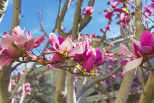 509 Porpoise Bay Ter C, Sunnyvale, CA 94089 - Photo 13