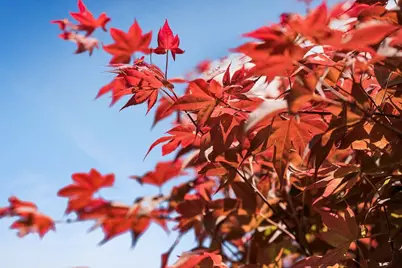 2315 Holland St, San Mateo, CA 94403 - Photo 39