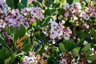 2315 Holland St, San Mateo, CA 94403 - Photo 35