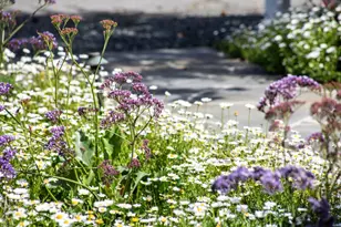 384 Hawthorne Ave, Los Altos, CA 94022 - Photo 5