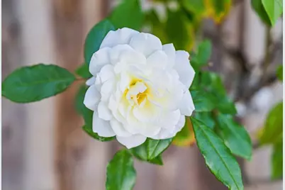 2614 Ohio Ave, Redwood City, CA 94061 - Photo 5