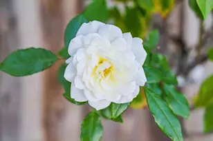 2614 Ohio Ave, Redwood City, CA 94061 - Photo 5