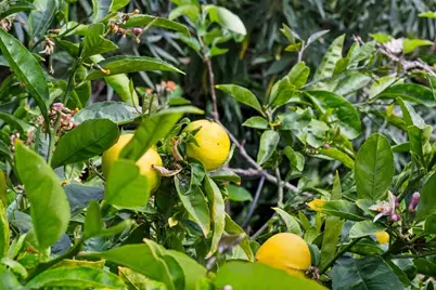 1976 Luzern St, Seaside, CA 93955 - Photo 41