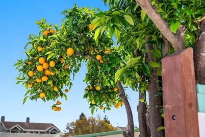 114 Serra Ct, Santa Cruz, CA 95060 - Photo 35