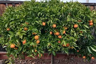 9358 Lone Deer Way, Gilroy, CA 95020 - Photo 27