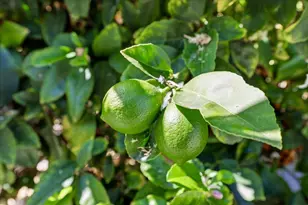 4918 Avenida De Los Arboles, Santa Clara, CA 95054 - Photo 51