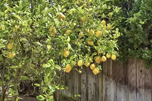 373 Dayton Ave, Santa Clara, CA 95051 - Photo 43