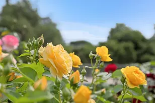 140 Ridgeway Rd, Woodside, CA 94062 - Photo 49