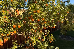 2121 Francis Ave, Santa Clara, CA 95051 - Photo 29