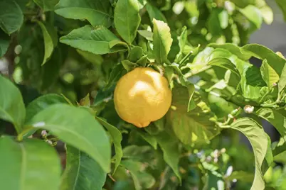 845 Groton Ct, Sunnyvale, CA 94087 - Photo 79