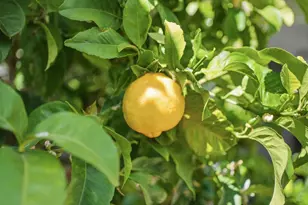 845 Groton Ct, Sunnyvale, CA 94087 - Photo 79