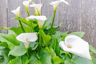 Reata St, Salinas, CA 93906 - Photo 33