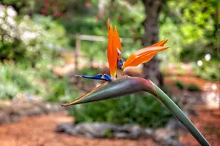 377 Wayside Rd, Portola Valley, CA 94028 - Photo 31