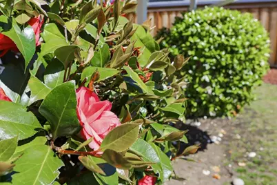 1019 Riverton Dr, San Carlos, CA 94070 - Photo 61