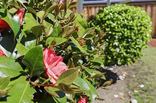 1019 Riverton Dr, San Carlos, CA 94070 - Photo 61