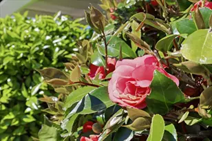 1019 Riverton Dr, San Carlos, CA 94070 - Photo 63