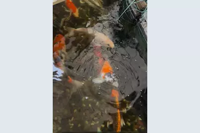 1227 Letitia Ct, San Jose, CA 95122 - Photo 17