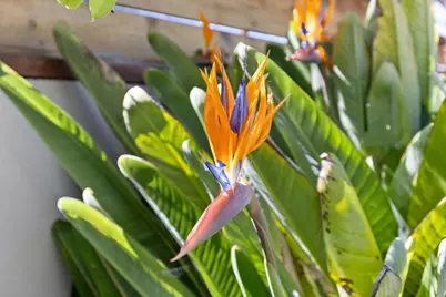 600 Comet Dr, Foster City, CA 94404 - Photo 47