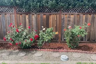 1408 Birch Ave, San Mateo, CA 94402 - Photo 35