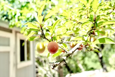 345 Eagle Rd, Scotts Valley, CA 95066 - Photo 47