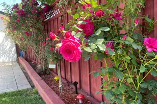 68 N Midway St, Campbell, CA 95008 - Photo 59