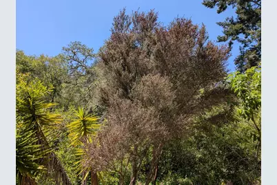 4576 Paul Sweet Rd, Santa Cruz, CA 95065 - Photo 13