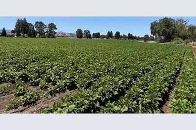 835-13-033 Buena Vista Ave, Gilroy, CA 95020 - Photo 3