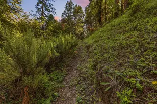 345 McGaffigan Mill Rd, Boulder Creek, CA 95006 - Photo 41