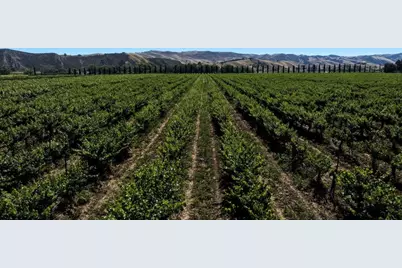 24.5 +- Ac Cienega Rd, Paicines, CA 95043 - Photo 11