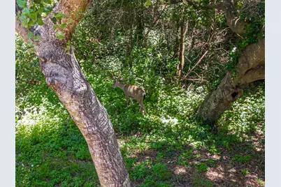 925 Old Farm Ln, Aptos, CA 95003 - Photo 53