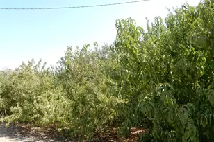 7861 Whitworth Rd, Gustine, CA 95322 - Photo 5