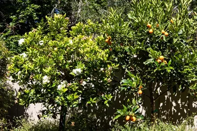 6 Bay Tree, Los Altos, CA 94022 - Photo 27