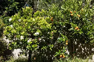 6 Bay Tree, Los Altos, CA 94022 - Photo 27