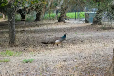 12401 Merriman Ln, Gilroy, CA 95020 - Photo 49