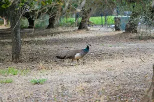12401 Merriman Ln, Gilroy, CA 95020 - Photo 49