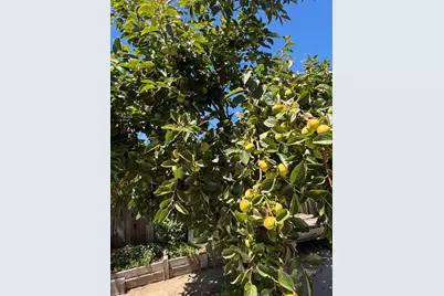 1195 Spiro Dr, San Jose, CA 95116 - Photo 21