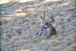 1232 Copper Peak Ln, San Jose, CA 95120 - Photo 19