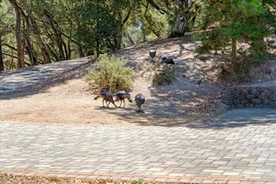 220 Whippet-Run, Corralitos, CA 95076 - Photo 63