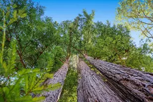 470 Tabor Dr, Scotts Valley, CA 95066 - Photo 29