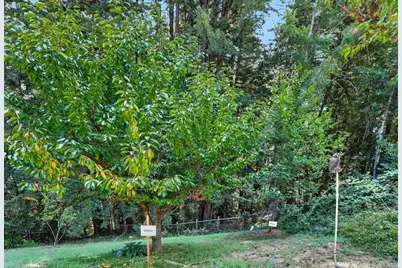 303 Sanborn Ln, Felton, CA 95018 - Photo 41