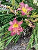 1759 Todd, Toms River NJ 08755-2128 exterior