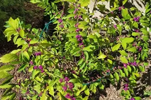 2461 Whisper Dr, Miamisburg, OH 45342 - Photo 71